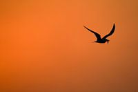 Little tern with fish
