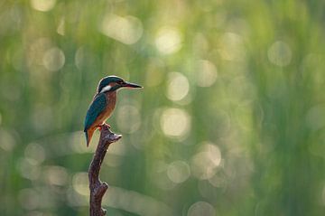 Kingfisher in the delicate backlight by Vienna Wildlife