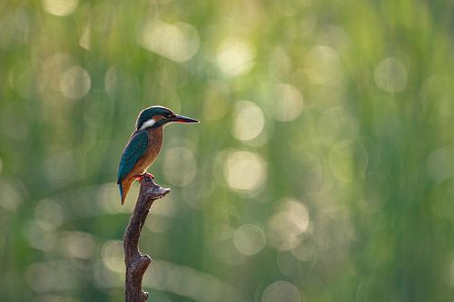 IJsvogel in het delicate tegenlicht