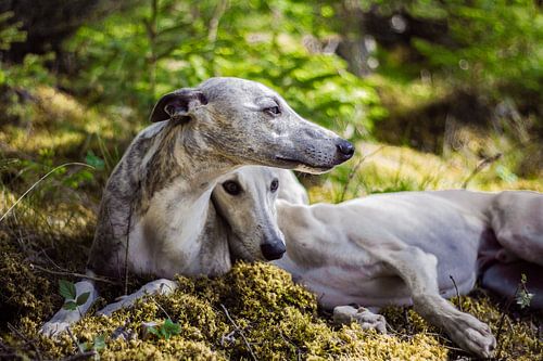 Whippets - Elbenwald