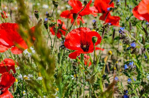 Mohnblüte, roter Klatschmohn,  Mariendorf auf Rügen