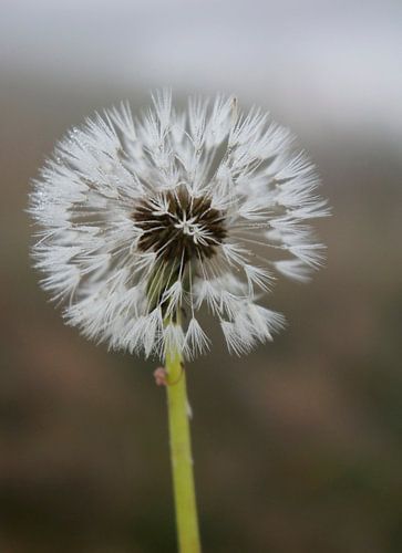 Paardebloem pluis, Dandelion (gezien bij vtwonen)