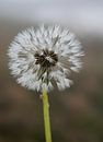 Dandelion seeds by Marion Moerland thumbnail