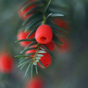 Taxus. Taxus in Fluweellicht