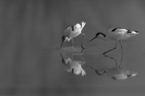 Cocks in serene atmosphere in black and white by Apple Brenner