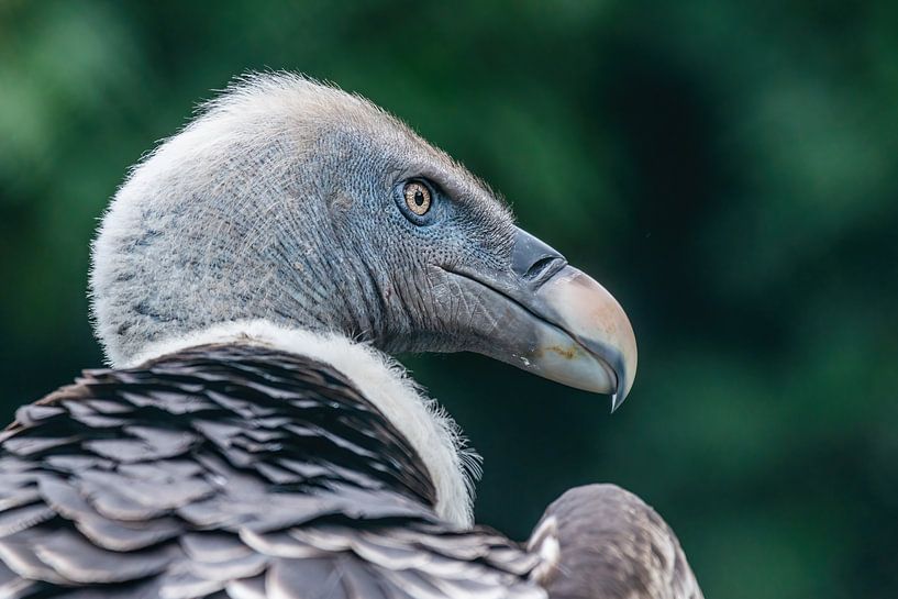 The Vulture by Rob Smit