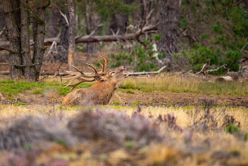 Burlend deer by Gert Hilbink