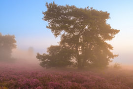 Sunrise over a heather landscape by Sjoerd van der Wal Photography