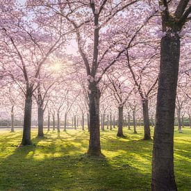 Dutch Sakura van Loris Photography