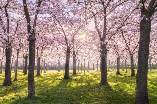 Dutch Sakura by Loris Photography
