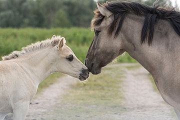 Horse with foal by Ans Bastiaanssen