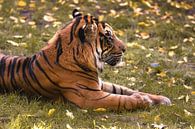 Ein Sumatra Tiger liegt auf einer Wiese mit Herbstblättern von Edith Albuschat Miniaturansicht