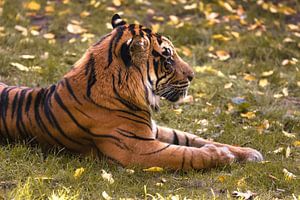 Un tigre de Sumatra se trouve sur un pré avec des feuilles d'automne