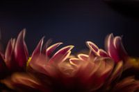 Auszug aus Blume