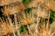 Allium by Sigrid Olschinski thumbnail