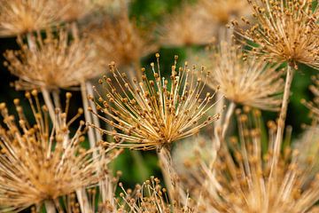 Allium