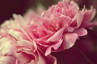 Peony