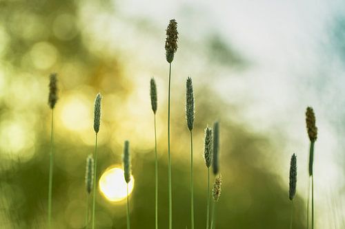 Weeds on long stems in the morning sun