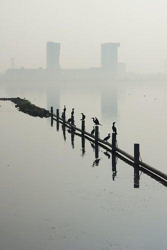 Zevenhuizerplas,  Rotterdam Nesselande