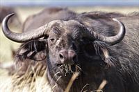 Bison d'eau