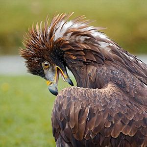 Steinadler im Regen