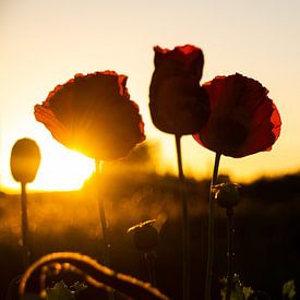 Bloeiende papaver tijdens golden hour van Hanne Boullart