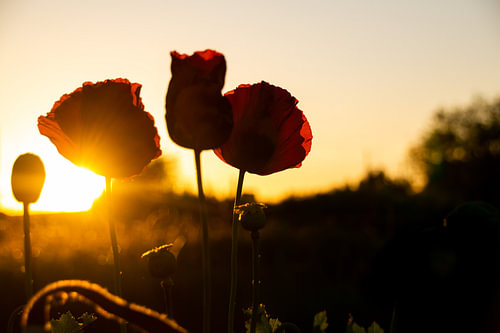 Blühender Mohn zur goldenen Stunde