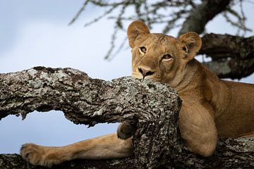 Lioness lying in tree by Stories by Dymph
