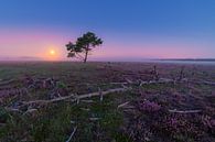Paarse ochtend op de Hilversumse Heide van Michiel Dros thumbnail