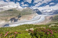 View of the Aletsch Glacier near Bettmeralp, Swiztzerland by Rob Kints thumbnail