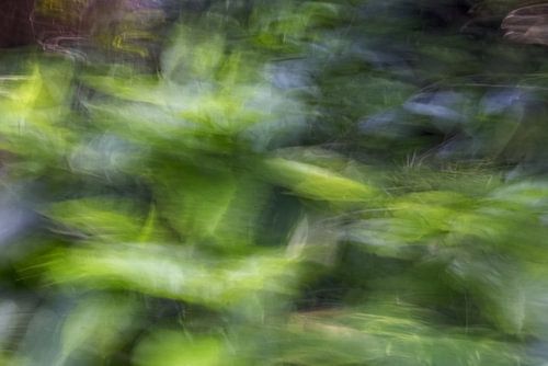 Photographie abstraite-Botanik-Pflanzen