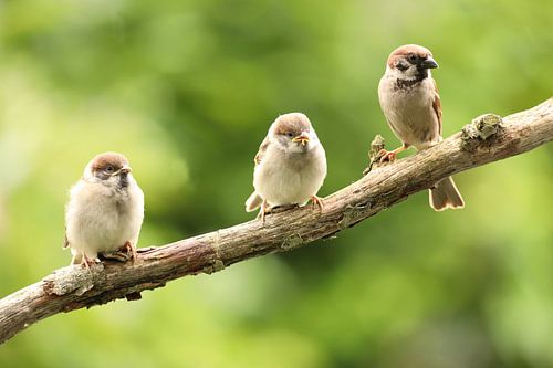 Mussen op een tak van Erik Veltink fotografie