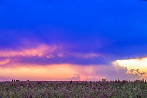 Salie bloeit in de Provence tijdens zonsondergang van Sjoerd van der Wal Fotografie