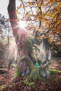 Sonnenstrahlen an der alten Buche