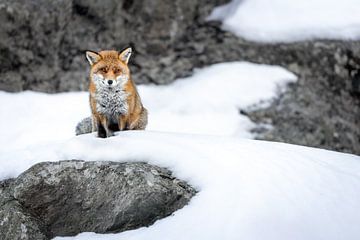 Vos in de sneeuw van Gran Paradiso van Patrick van Os