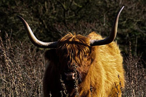 Scottish Highlander