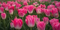Roze tulpen