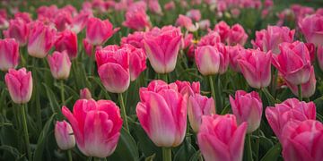 Rosa Tulpen von Anita Loos
