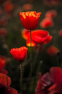 Poppies Beauty sur Thomas Froemmel