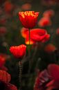 Poppies Beauty von Thomas Froemmel Miniaturansicht