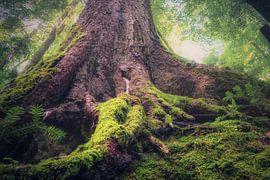 Sprookjesbos van Tim Lee Williams