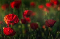 red poppy's by Klaas Fidom thumbnail