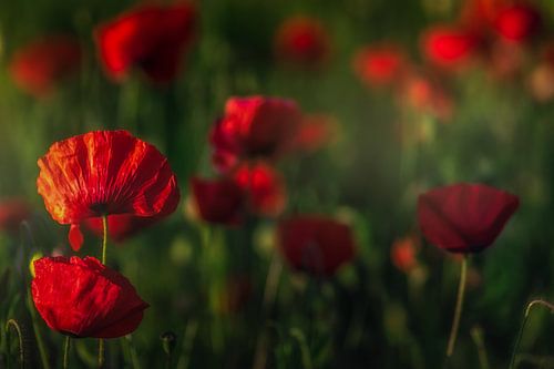red poppy's
