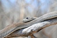 Black mamba on a tree by Robert Styppa thumbnail