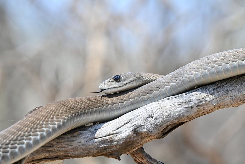 Black mamba on a tree by Robert Styppa