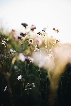 Wild flowers at sunset