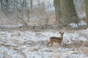 Reh * Capreolus capreolus *, Rehbock im Winter, Rehwild