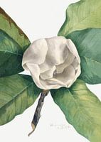 Magnolia du Sud (1918)