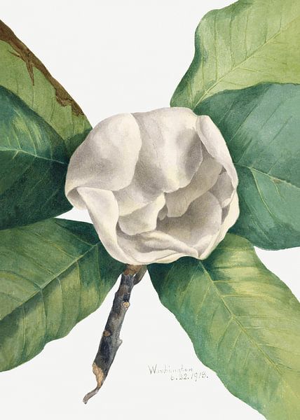 Magnolia du Sud (1918) par Pictufy 