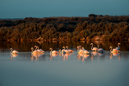 Flamingo's op Meer bij Warm Avondlicht